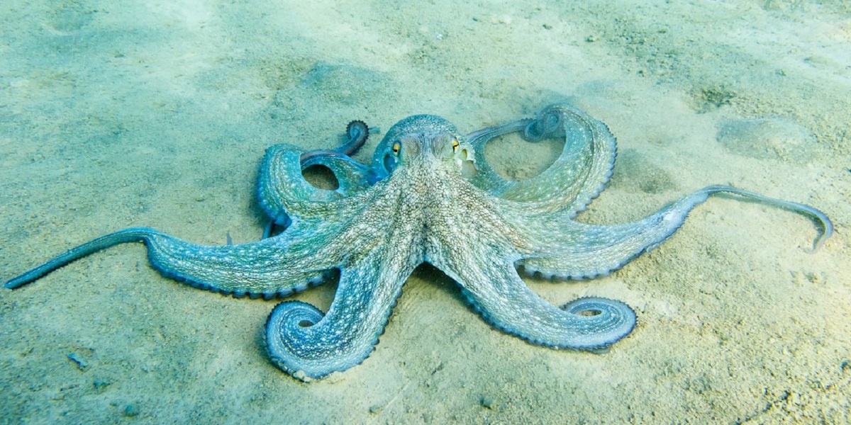 octopus