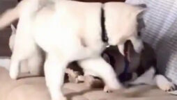 Dog claims its spot from another in a hilarious way, watch