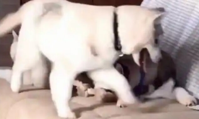 Dog claims its spot from another in a hilarious way, watch