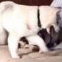 Dog claims its spot from another in a hilarious way, watch