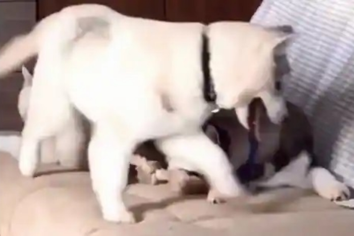 dog claims its spot