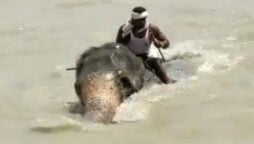 mahout guides elephant