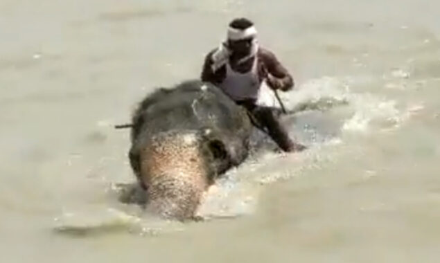 Viral video: Mahout guides elephant to safety as it nearly drowned