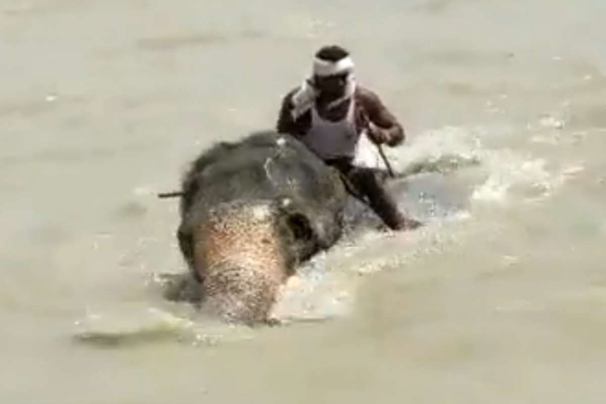 mahout guides elephant