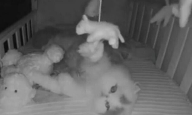 Viral video: Kitten secretly enters baby’s room, plays with toys