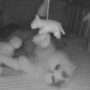Viral video: Kitten secretly enters baby’s room, plays with toys