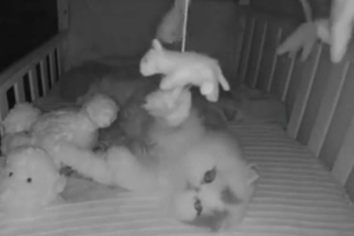 kitten secretly enters
