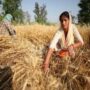 India, the world’s largest producer of sugar, is restricting exports