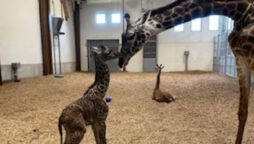 masai giraffe