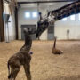 Second Masai giraffe is born this year at Seneca Park Zoo