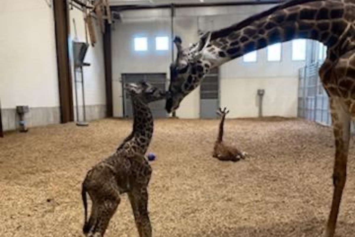 masai giraffe