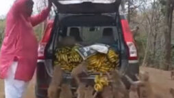 Viral video: Animal lover throws banana feast for monkeys