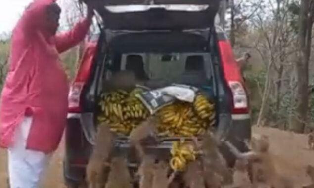 Viral video: Animal lover throws banana feast for monkeys
