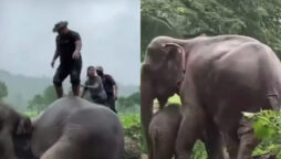 elephant rescued