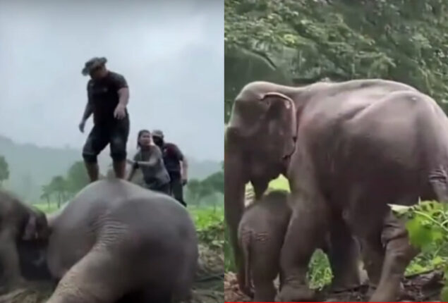 Viral video: Elephant rescued thanks to CPR performed by man