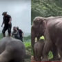 Viral video: Elephant rescued thanks to CPR performed by man