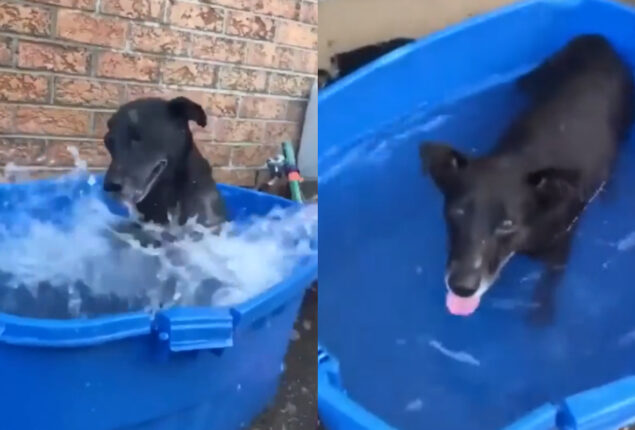 Dog enjoys splashing water while bathing, watch viral video