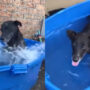 Dog enjoys splashing water while bathing, watch viral video