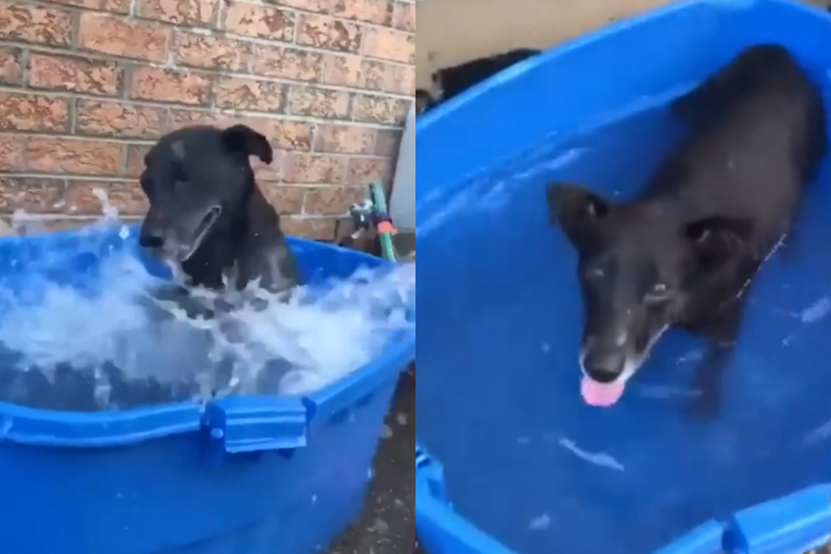 dog enjoys splashing