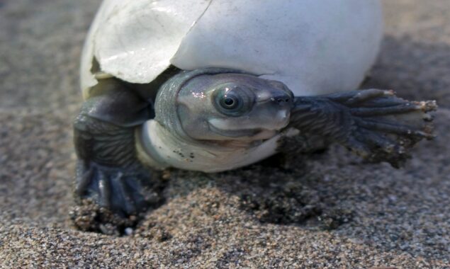 Hope, a rare tortoise, might prevent the extinction of his species