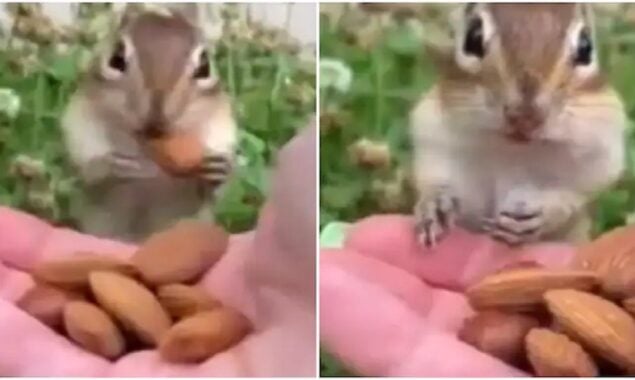 This chipmunk’s reaction to its first almond will brighten your Sunday
