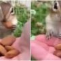 This chipmunk’s reaction to its first almond will brighten your Sunday
