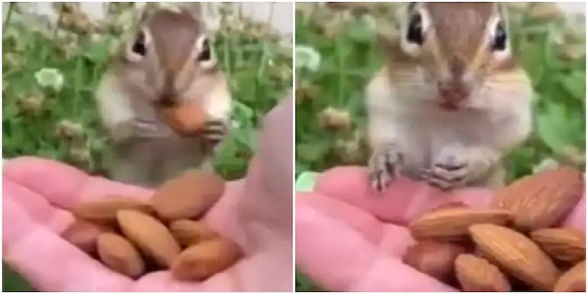 chipmunk