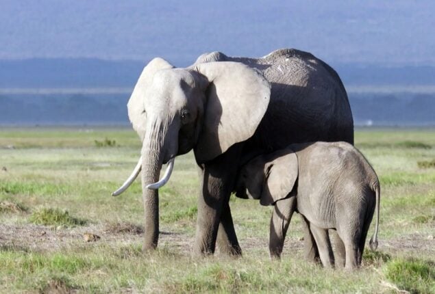 elephants