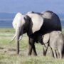 Social life helps orphaned elephants overcome loss: study