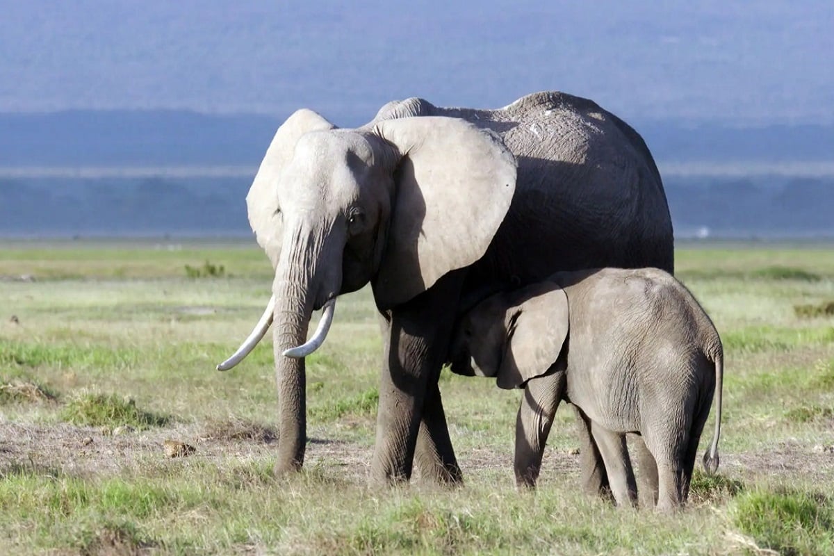 elephants