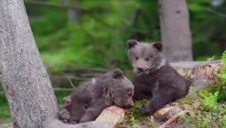 Cute black bear is having fun with paint