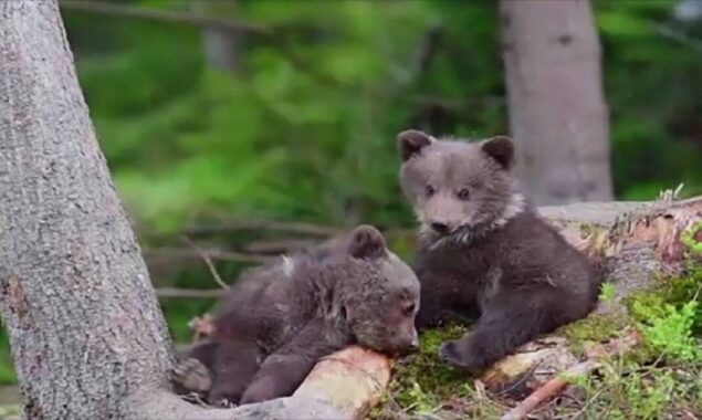 Cute black bear is having fun with paint