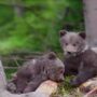 Cute black bear is having fun with paint