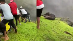men saving a calf