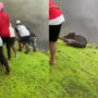 WATCH: Video of men saving calf goes viral