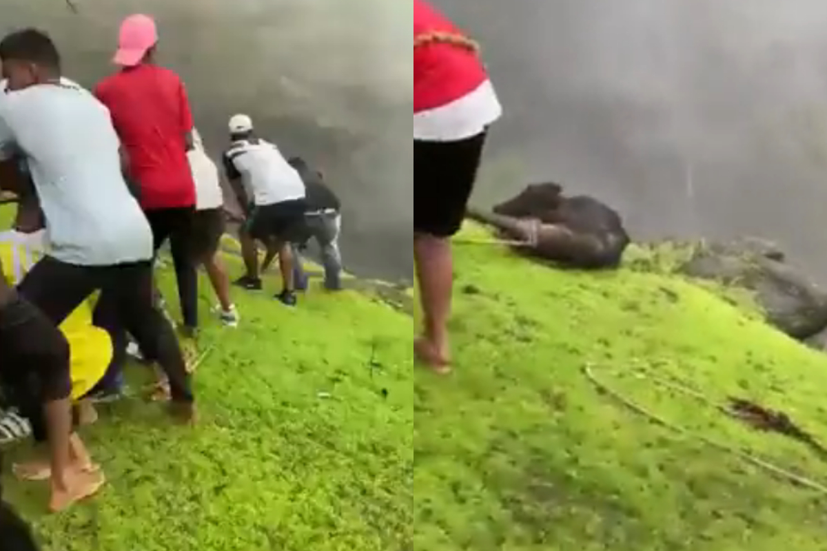 men saving a calf