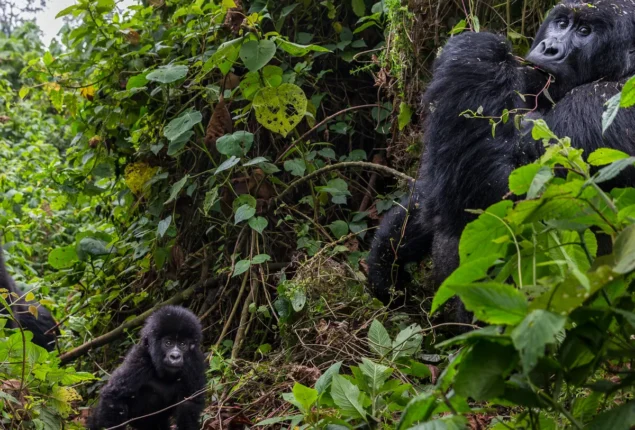 Congo