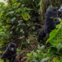 Congo oil auction raises environmental concerns