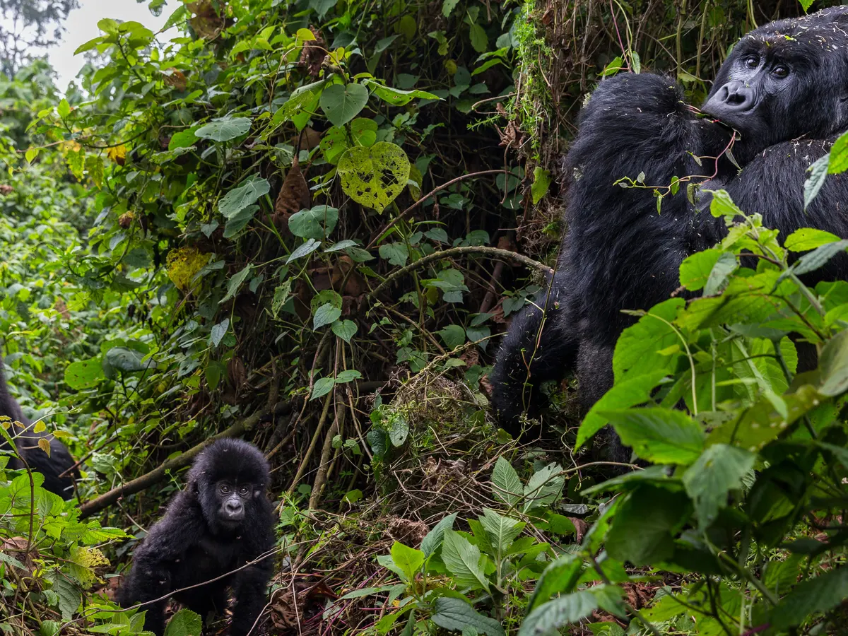 Congo