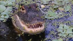 Woman killed and “kept hostage” by a 9-foot alligator after she fell in pond