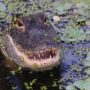 Woman killed and “kept hostage” by a 9-foot alligator after she fell in pond