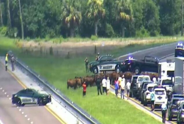 cows block traffic