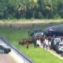 On the Florida Turnpike, dozens of free cows block traffic for several hours