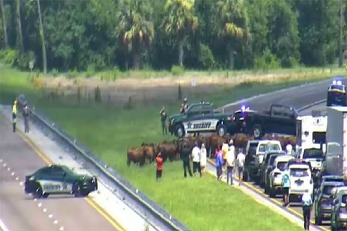 cows block traffic