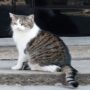 Larry the Cat announces, ‘Either he goes, or I do’