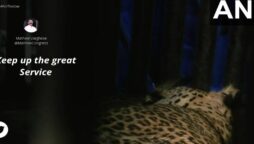 Leopard visits a Mumbai school’s restroom and is later rescued