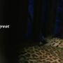Leopard visits a Mumbai school’s restroom and is later rescued