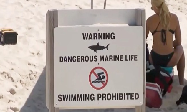 A guy is hospitalised following the 4th shark attack in two weeks in Long Island