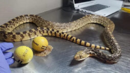 Viral: Snake eats two golf balls, mistaking them for chicken eggs