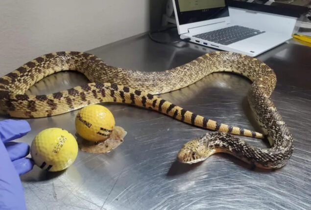 Viral: Snake eats two golf balls, mistaking them for chicken eggs